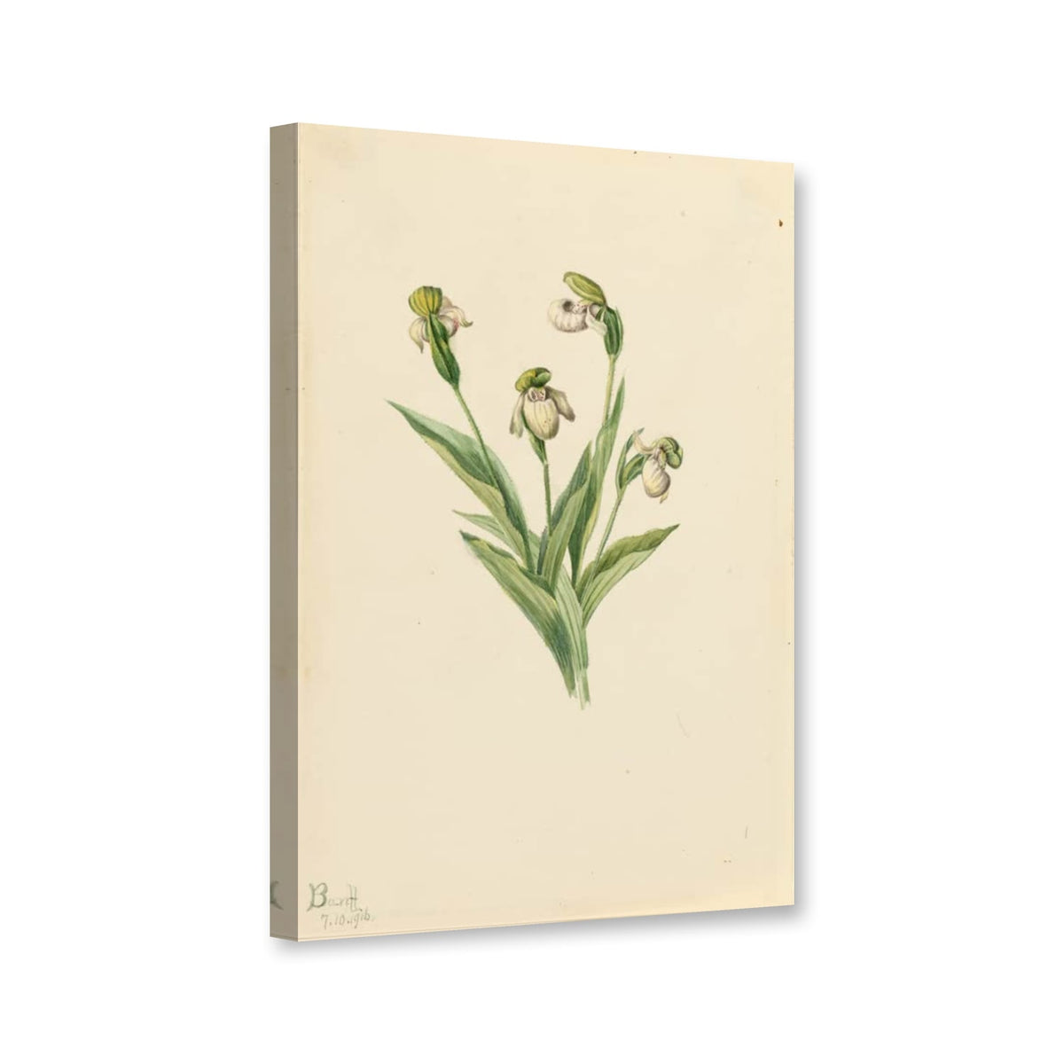 Nördlicher Frauenschuh (Cypripedium passerinum) von Mary Vaux Walcott als Leinwand – Perspektivansicht