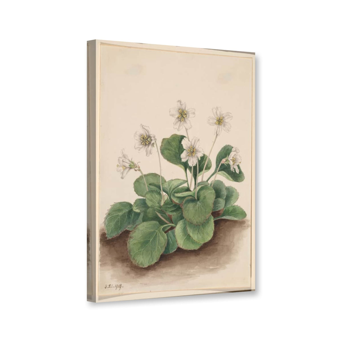 Oconee-Glöckchen (Shortia galacifolia) von Mary Vaux Walcott als Leinwand – Perspektivansicht