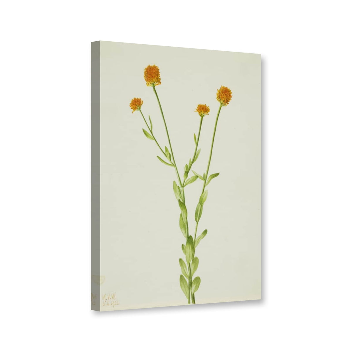 Orange Kreuzblume (Polygala lutea) von Mary Vaux Walcott als Leinwand – Perspektivansicht