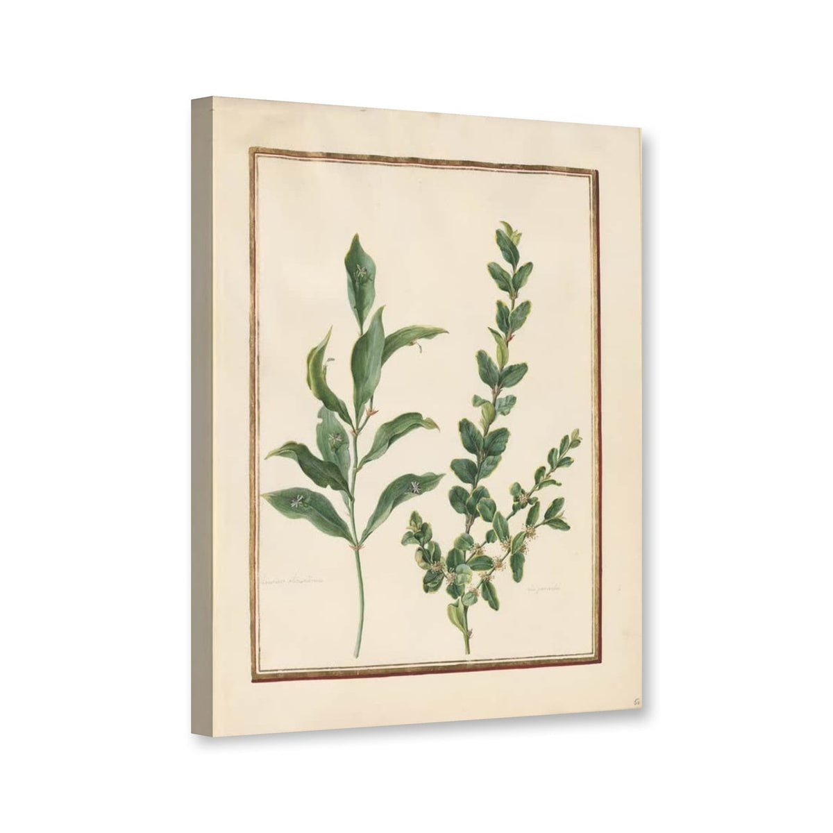 Panaschierter Buchsbaum und Zweig mit kleinen Blüten von Madeleine Françoise Basseporte als Leinwand – Perspektivansicht