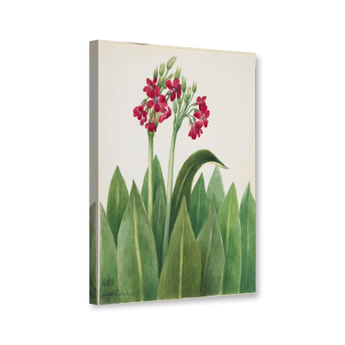 Parrys Primel (Primula parryi) von Mary Vaux Walcott als Leinwand – Perspektivansicht