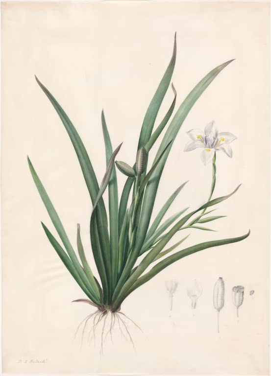 Pierre-Joseph Redouté Afrikanische Iris Kunstkopie, Staude mit schwertförmigen Blättern und einer zarten weißen Blüte
