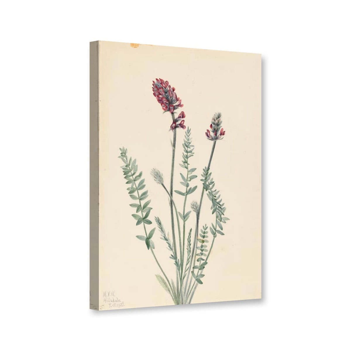 Prächtiger Spitzkiel (Oxytropis splendens) von Mary Vaux Walcott als Leinwand – Perspektivansicht
