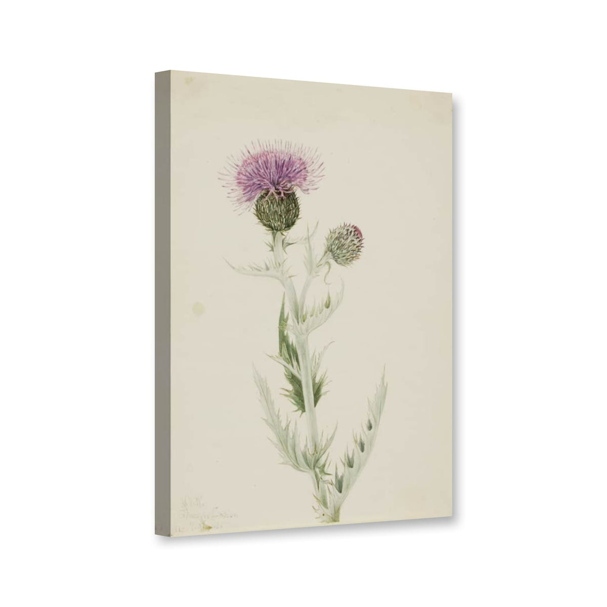 Prärie-Kratzdistel (Cirsium undulatum) von Mary Vaux Walcott als Leinwand – Perspektivansicht