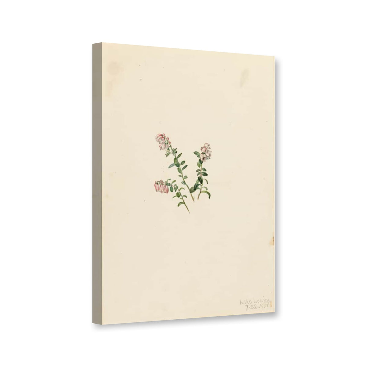 Preiselbeere (Vaccinium vitisidaea minus) von Mary Vaux Walcott als Leinwand – Perspektivansicht
