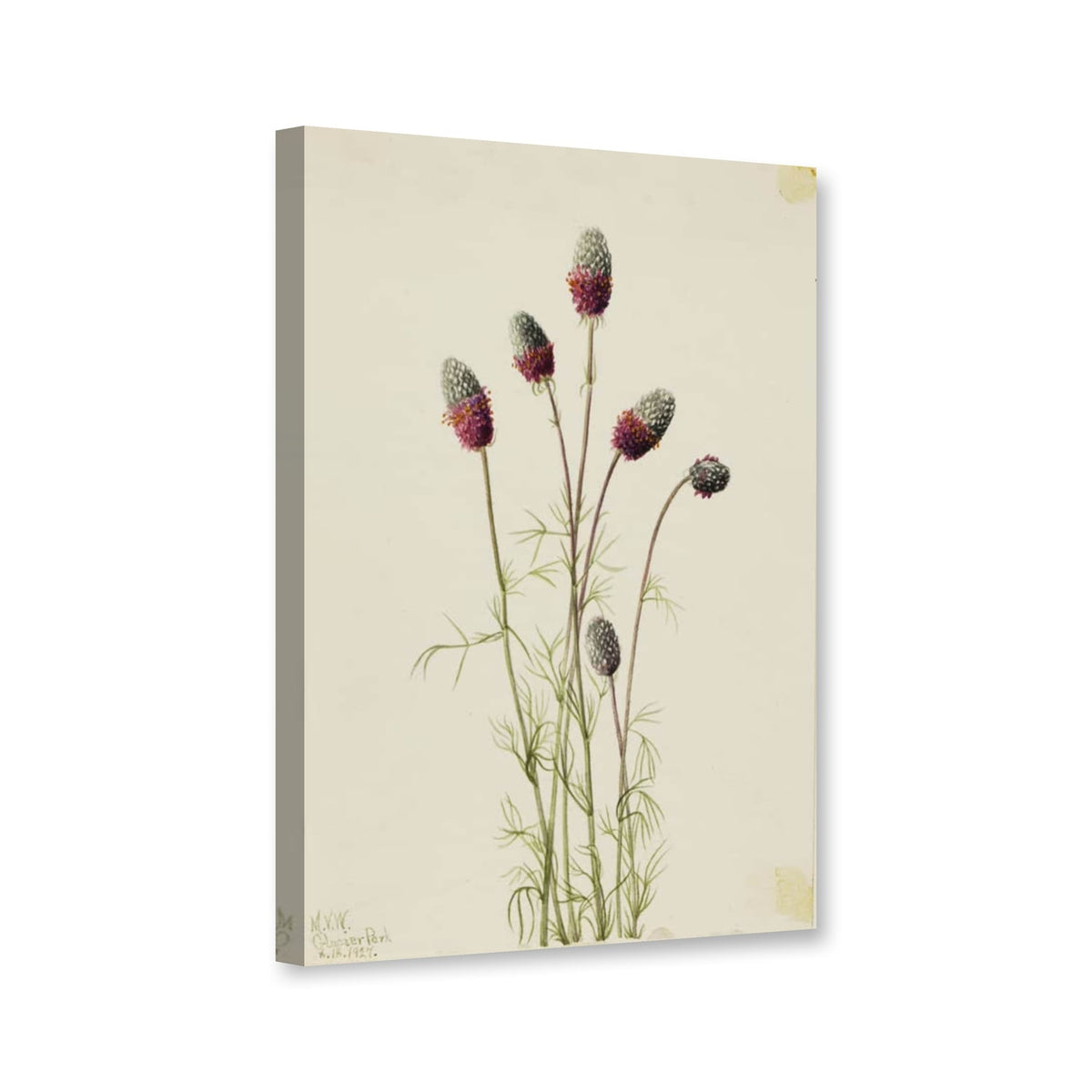 Purpur-Prärieklee (Petalostemon purpureum) von Mary Vaux Walcott als Leinwand – Perspektivansicht