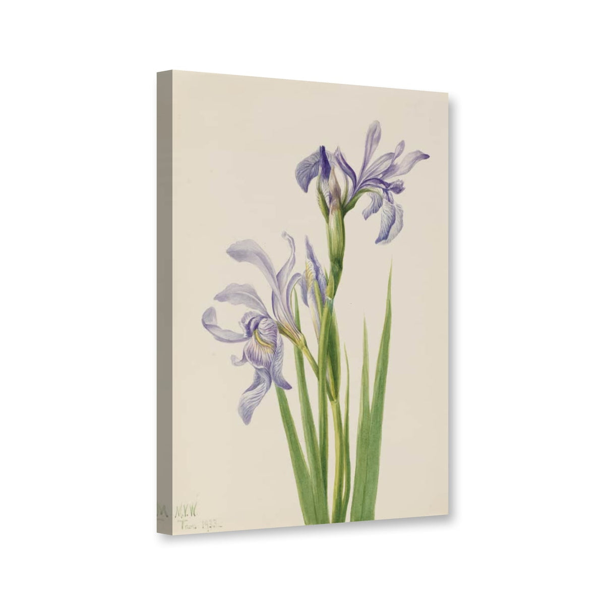 Rocky-Mountain-Schwertlilie (Iris missouriensis) von Mary Vaux Walcott als Leinwand – Perspektivansicht