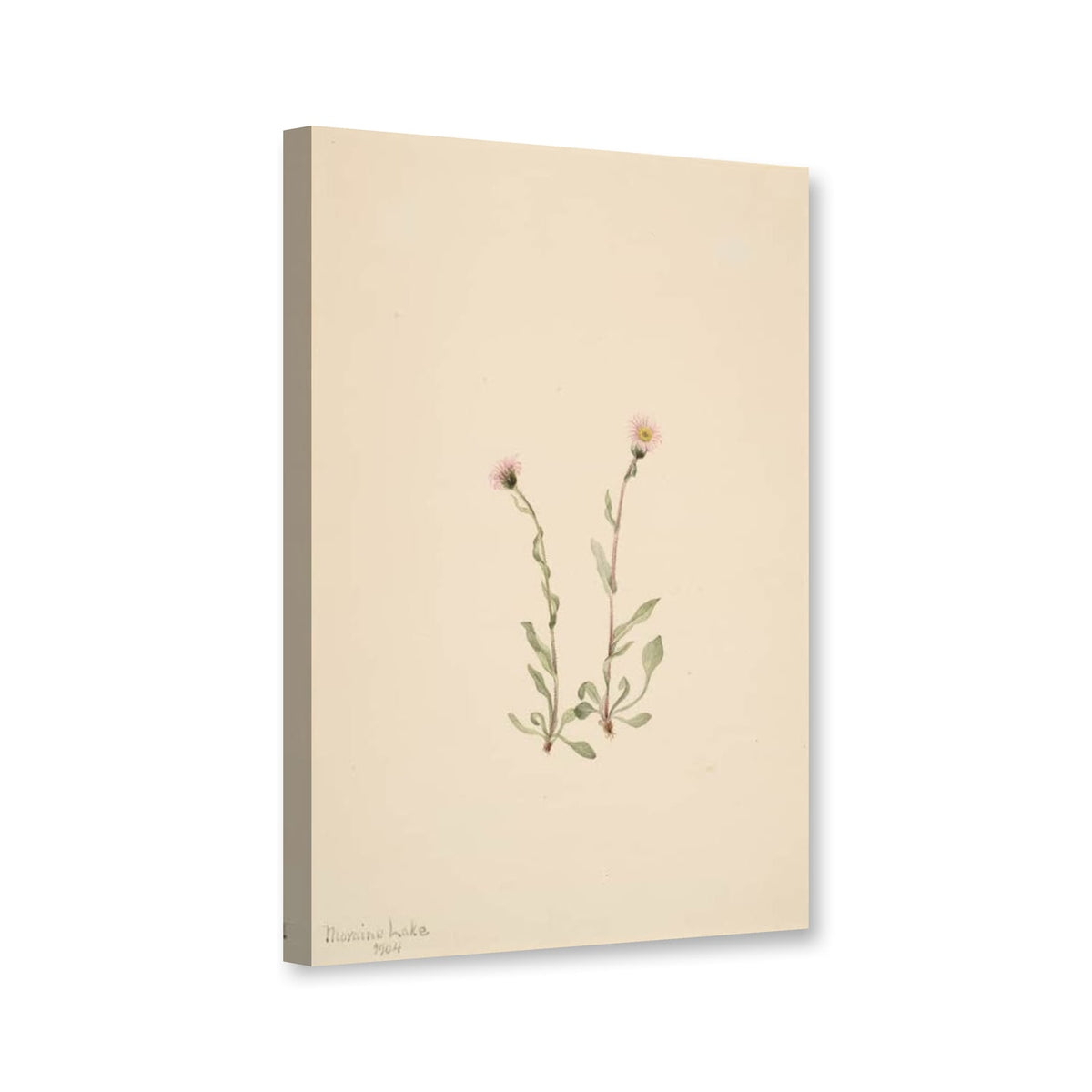Rosa Berufkraut, 1904 (Erigeron jucundus) von Mary Vaux Walcott als Leinwand – Perspektivansicht