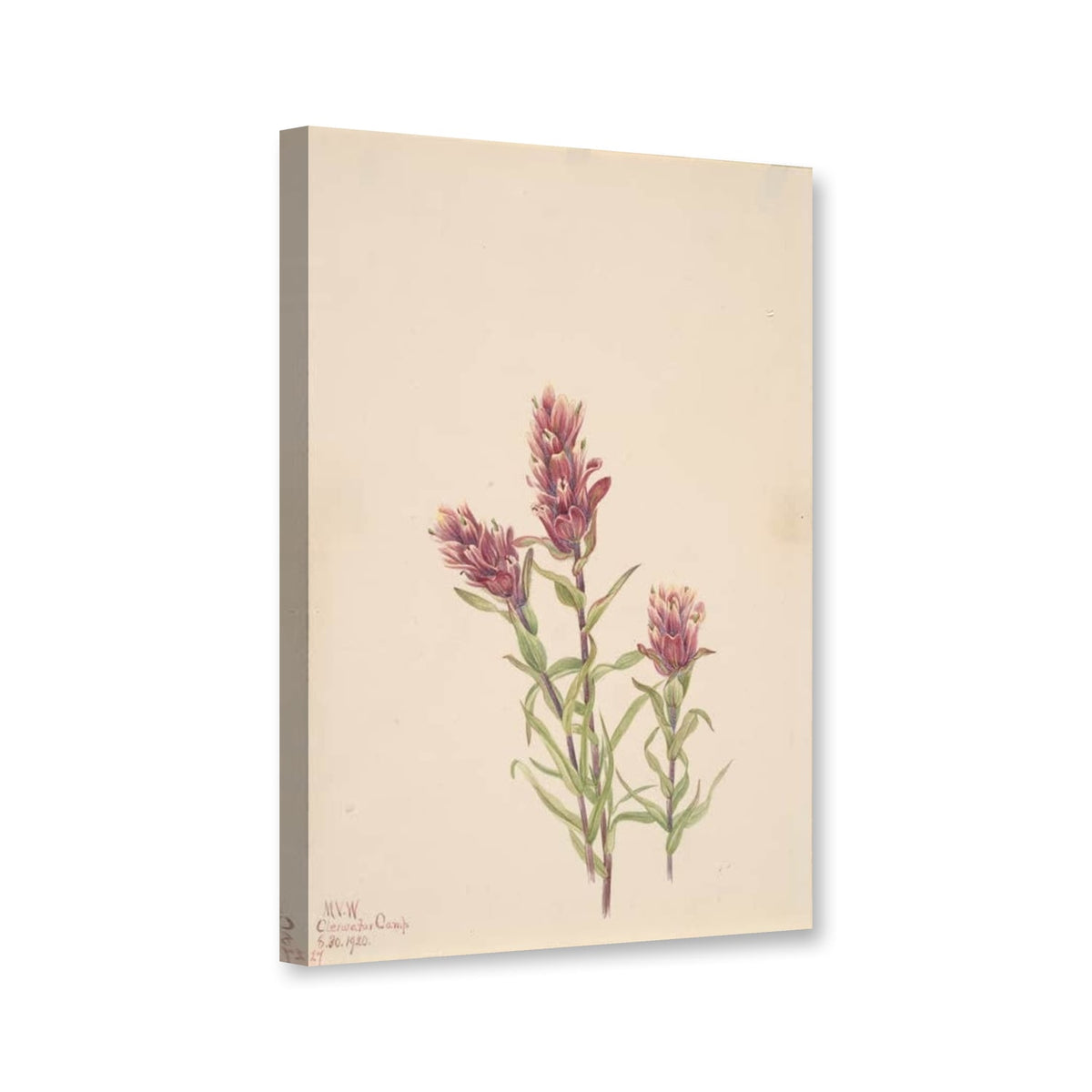 Rosa Indianerpinsel (Castilleja pallida) von Mary Vaux Walcott als Leinwand – Perspektivansicht