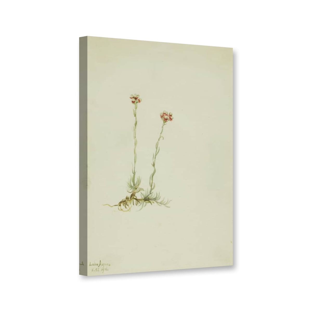 Rosa Katzenpfötchen (Antennaria rosea) von Mary Vaux Walcott als Leinwand – Perspektivansicht