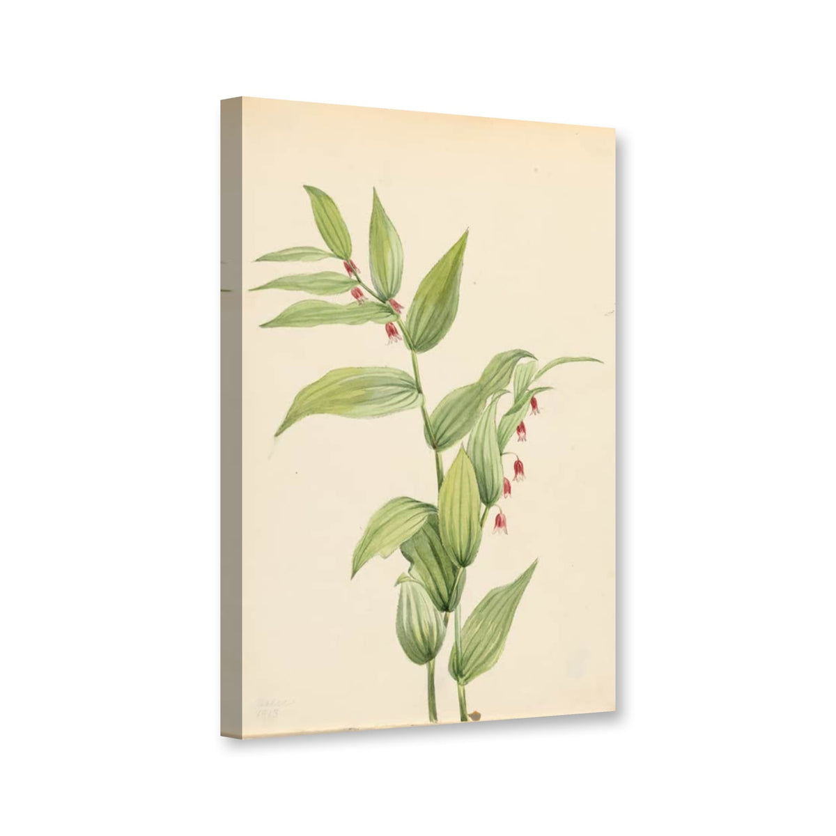 Rosa Knotenfuß (Streptopus curvipes) von Mary Vaux Walcott als Leinwand – Perspektivansicht