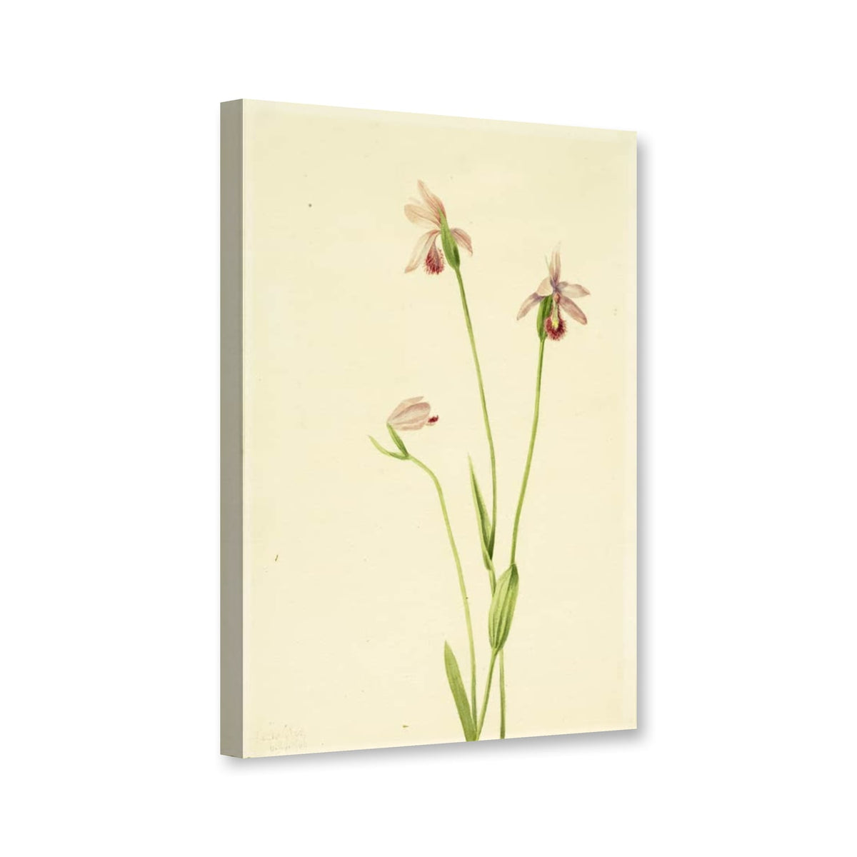 Rosa Pogonie (Pogonia ophioglossoides) von Mary Vaux Walcott als Leinwand – Perspektivansicht