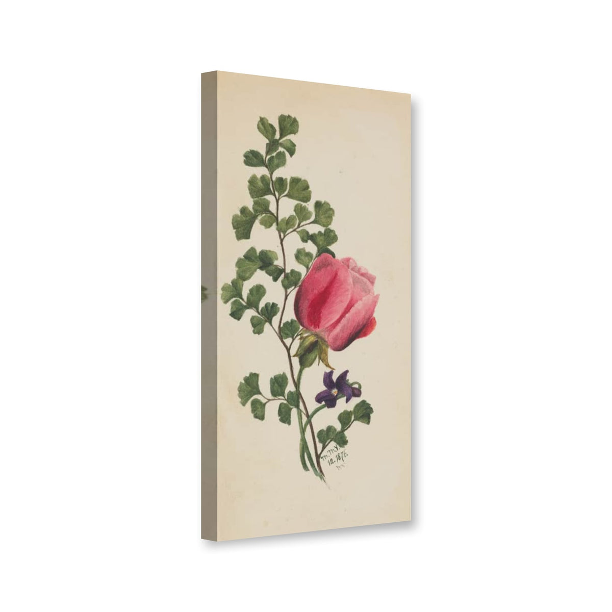 Rosa Rose mit Veilchen von Mary Vaux Walcott als Leinwand – Perspektivansicht