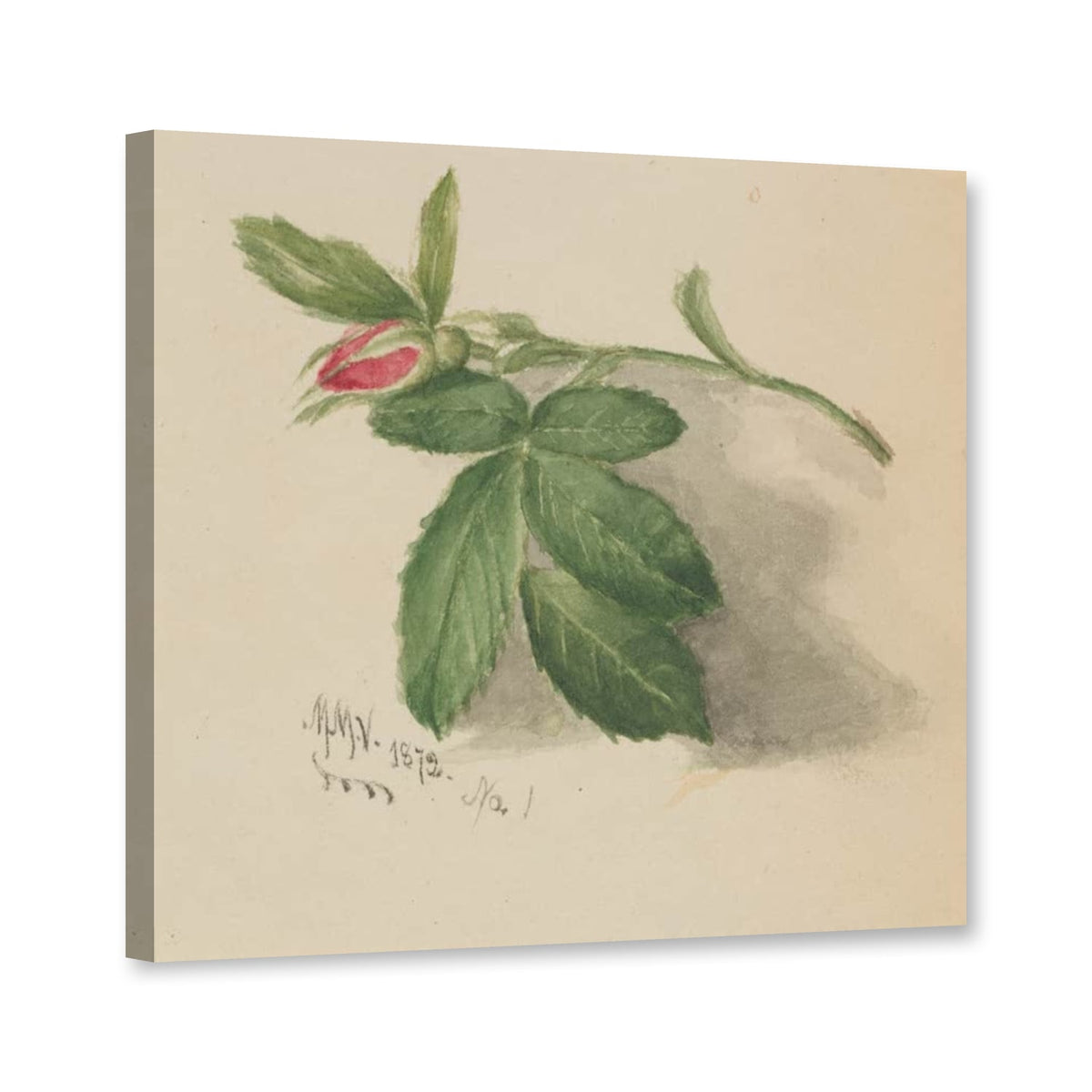 Rosenknospe mit gefiederten Blättern von Mary Vaux Walcott als Leinwand – Perspektivansicht