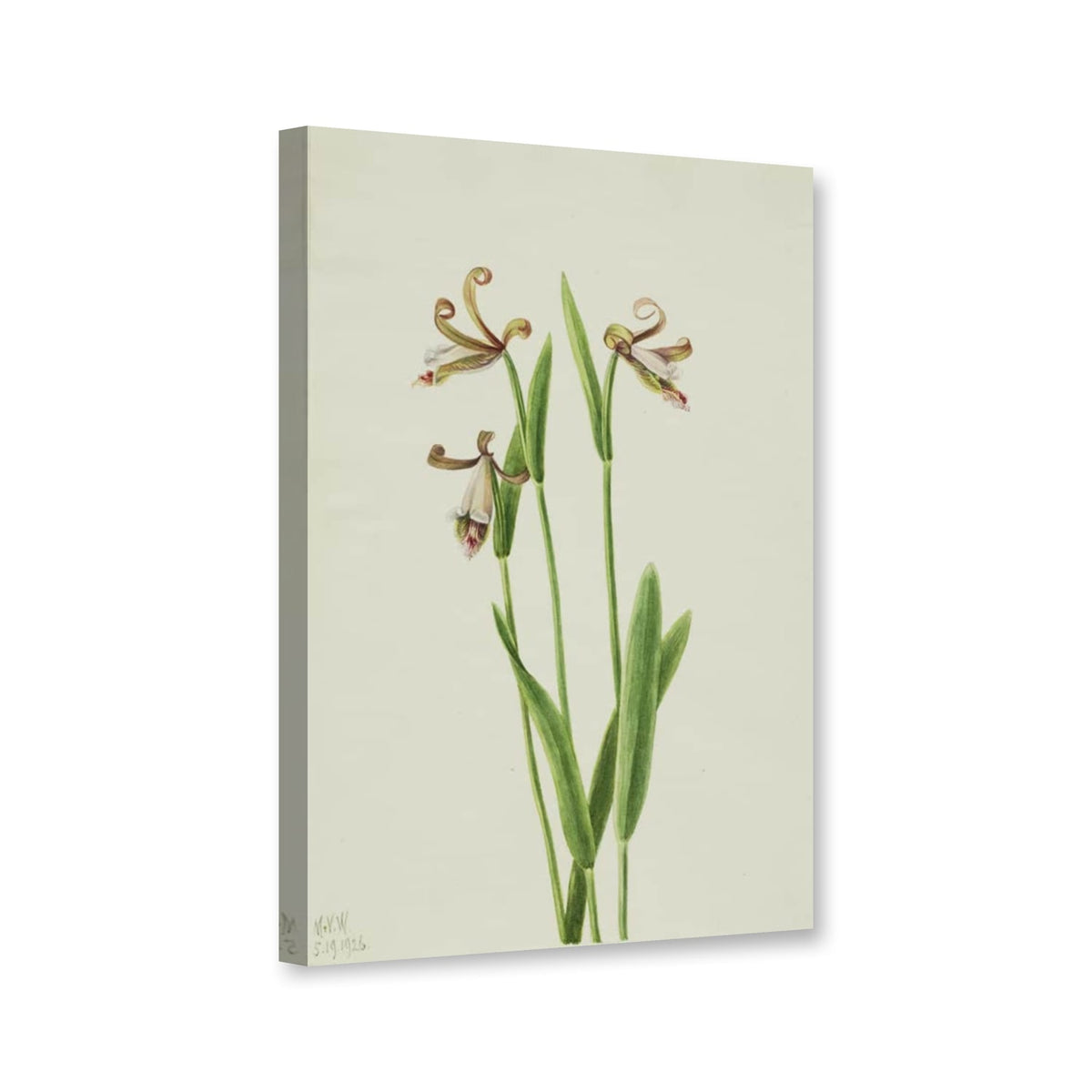 Rosenknospen-Orchidee (Pogonia divaricata) von Mary Vaux Walcott als Leinwand – Perspektivansicht