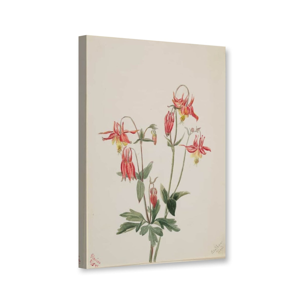 Rote Akelei (Aquilegia formosa) von Mary Vaux Walcott als Leinwand – Perspektivansicht
