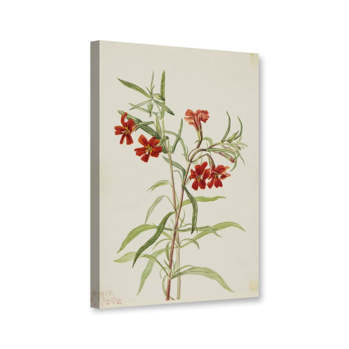 Rote Gauklerblume (Diplaucus puniceus) von Mary Vaux Walcott als Leinwand – Perspektivansicht