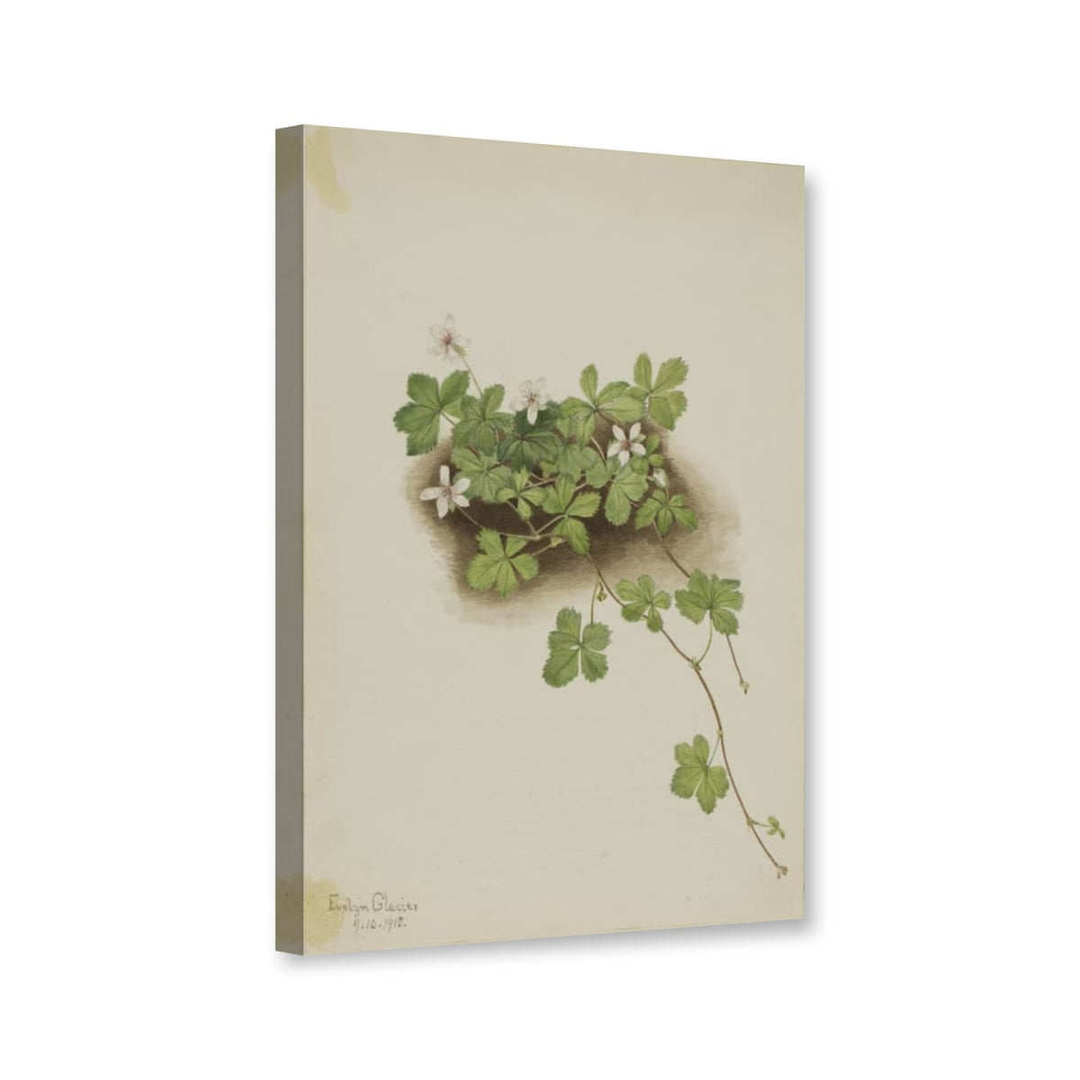 Rote Kriech-Brombeere (Rubus pedatus) von Mary Vaux Walcott als Leinwand – Perspektivansicht