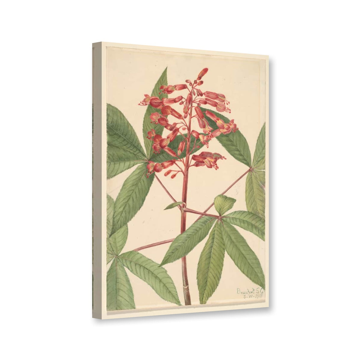 Rote Rosskastanie (Aesculus pavia) von Mary Vaux Walcott als Leinwand – Perspektivansicht