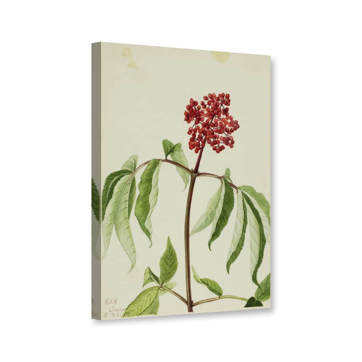Roter Holunder (Sambucus pubens) von Mary Vaux Walcott als Leinwand – Perspektivansicht