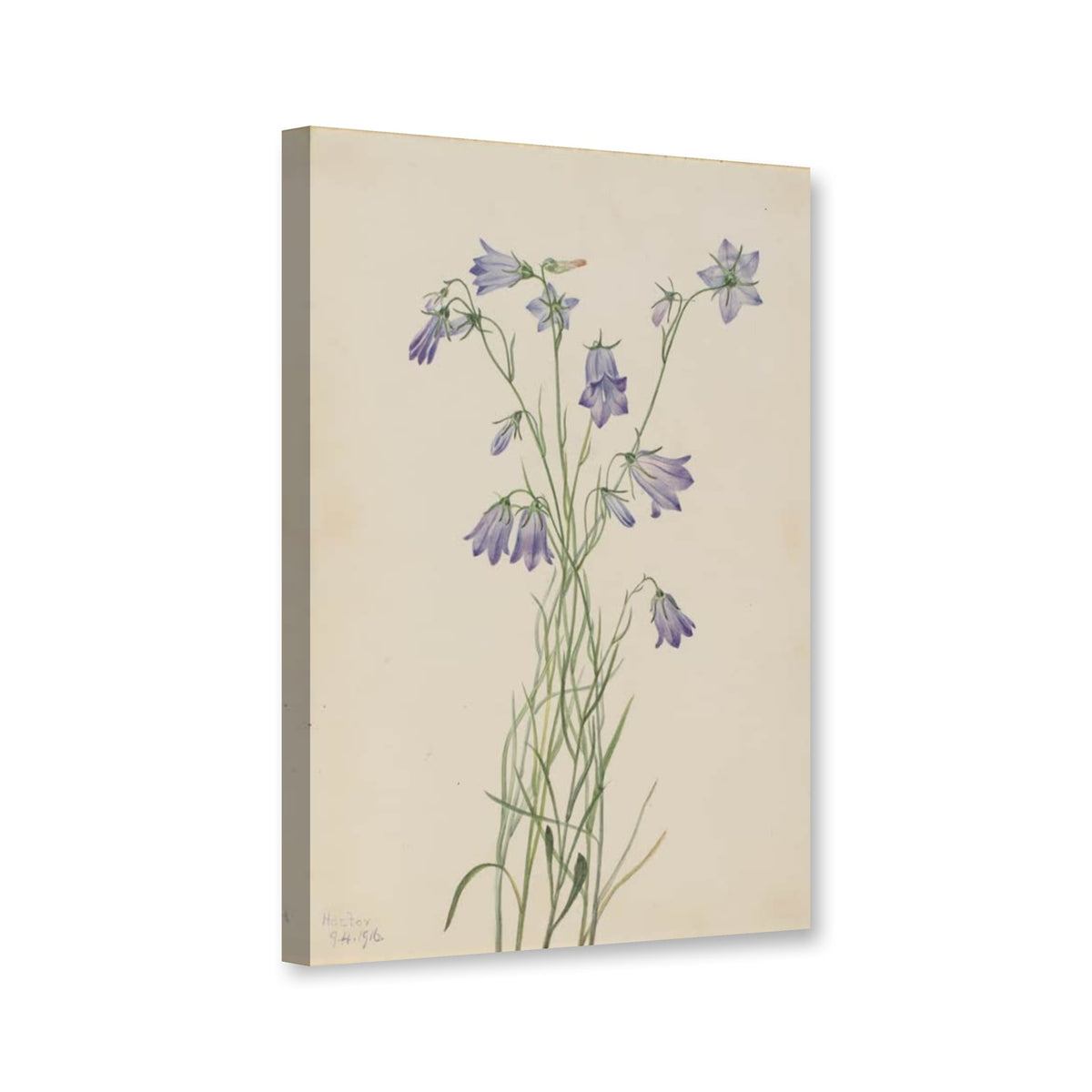 Rundblättrige Glockenblume (Campanula rotundifolia) von Mary Vaux Walcott als Leinwand – Perspektivansicht