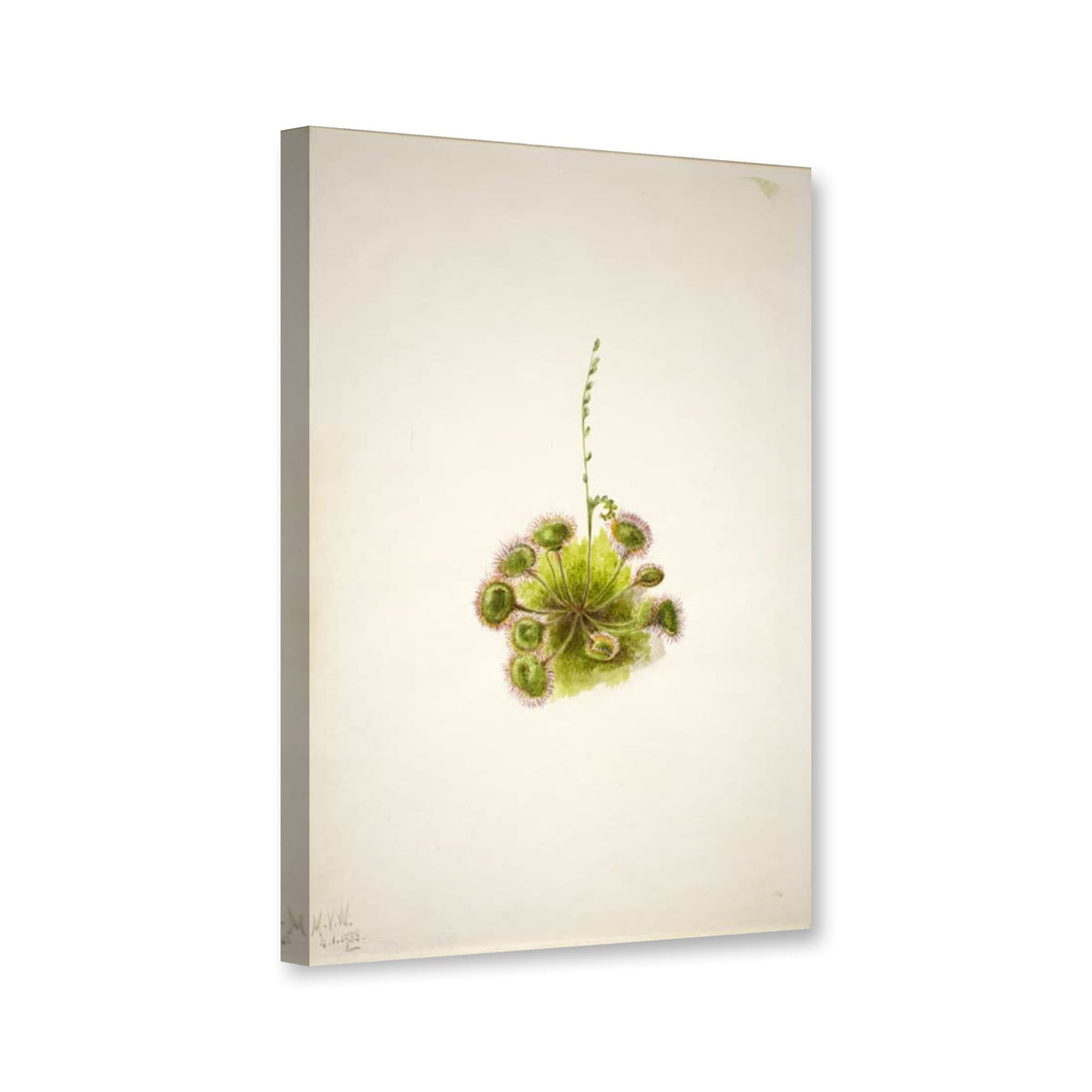 Rundblättriger Sonnentau (Drosera rotundifolia) von Mary Vaux Walcott als Leinwand – Perspektivansicht