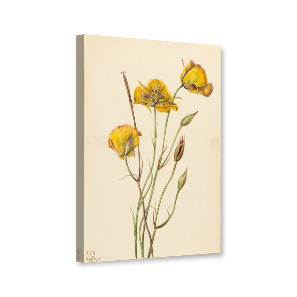 San-Diego-Mariposalilie (Calochortus weedii) von Mary Vaux Walcott als Leinwand – Perspektivansicht