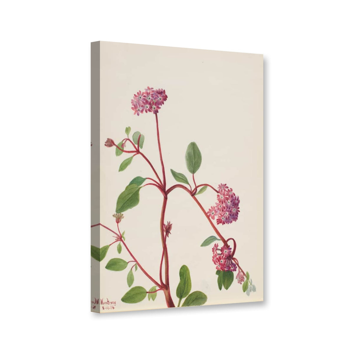 Sandverbene (Abronia umbellata) von Mary Vaux Walcott als Leinwand – Perspektivansicht