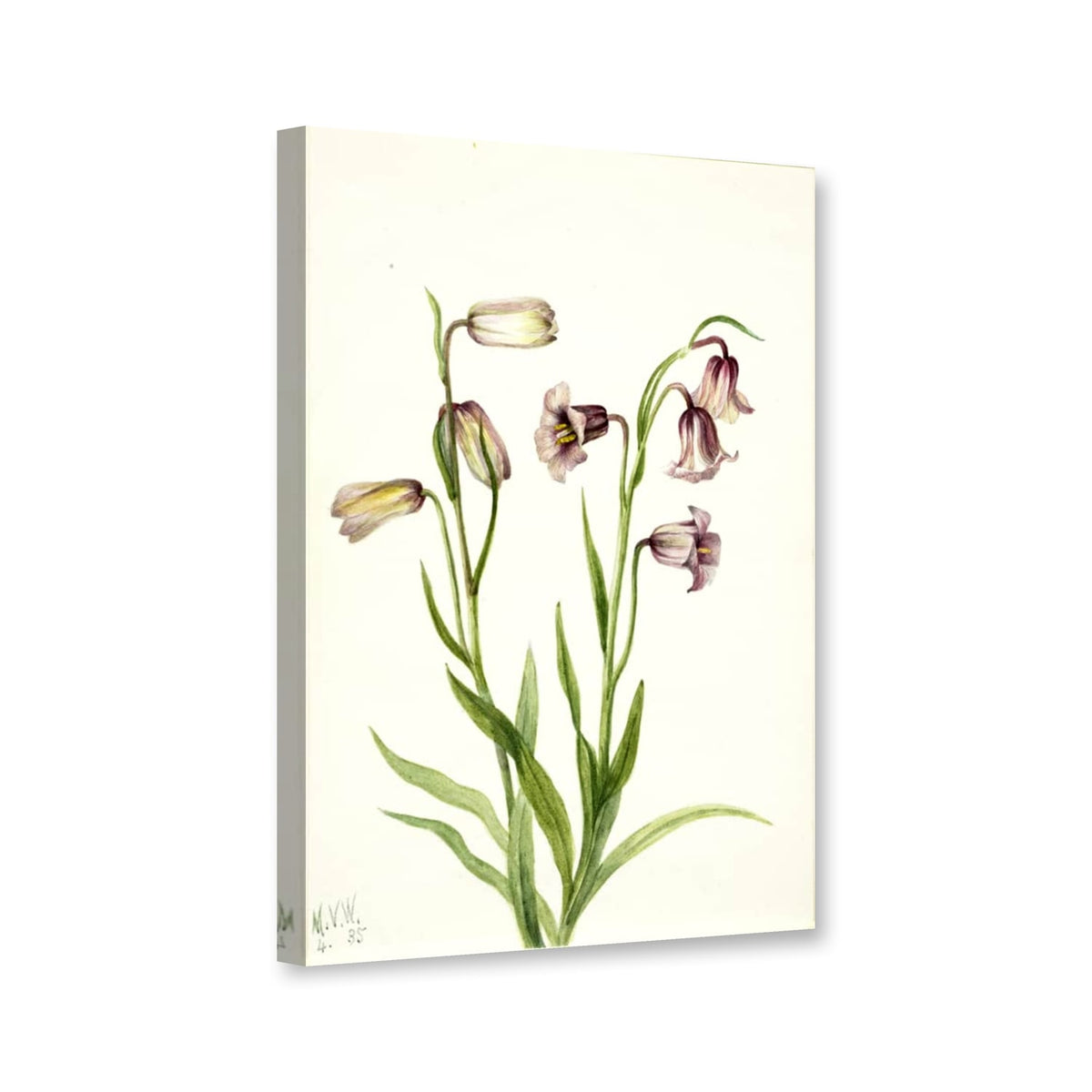 Schachblume (Fritillaria biflora) von Mary Vaux Walcott als Leinwand – Perspektivansicht