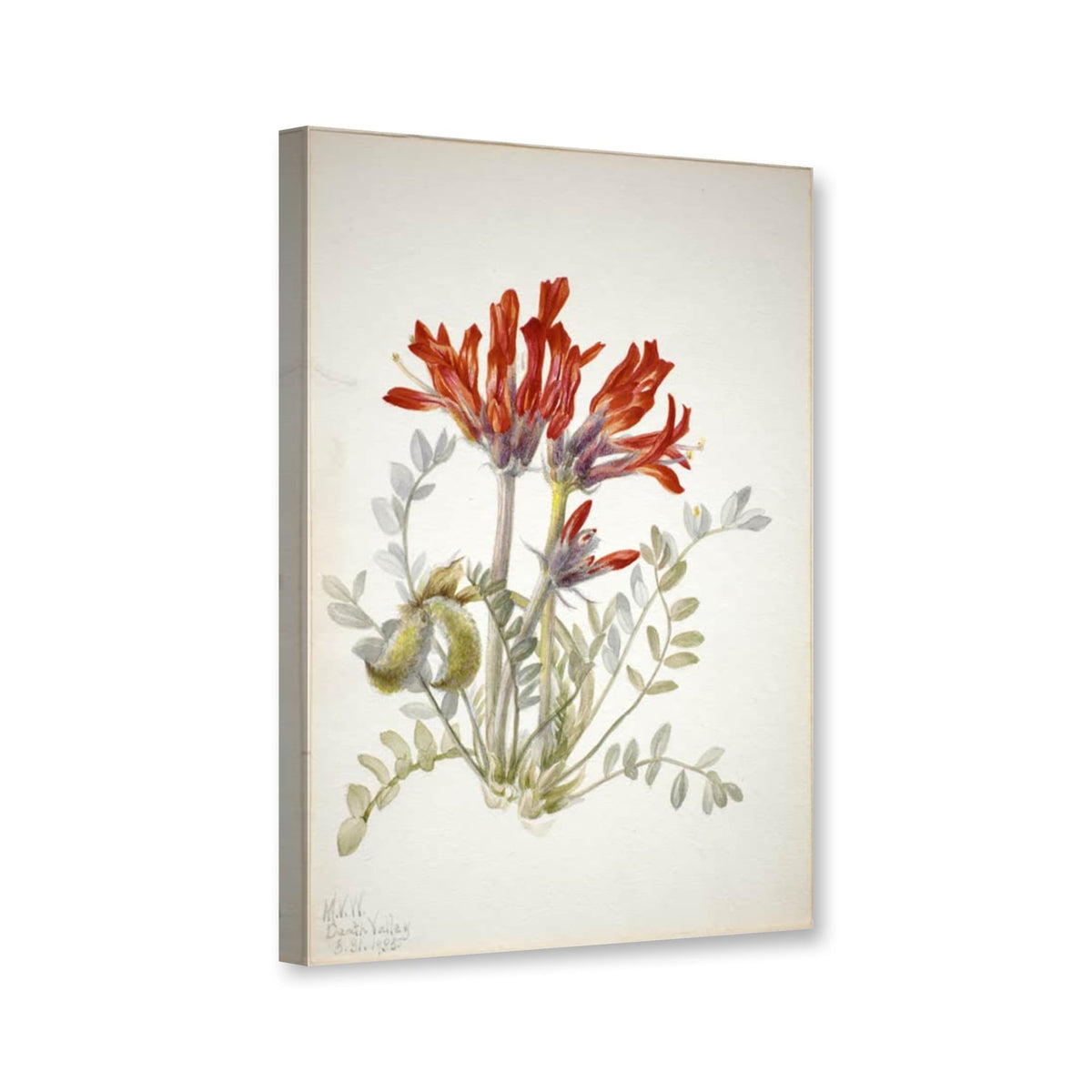 Scharlachroter Tragant (Astragalus coccineus) von Mary Vaux Walcott als Leinwand – Perspektivansicht