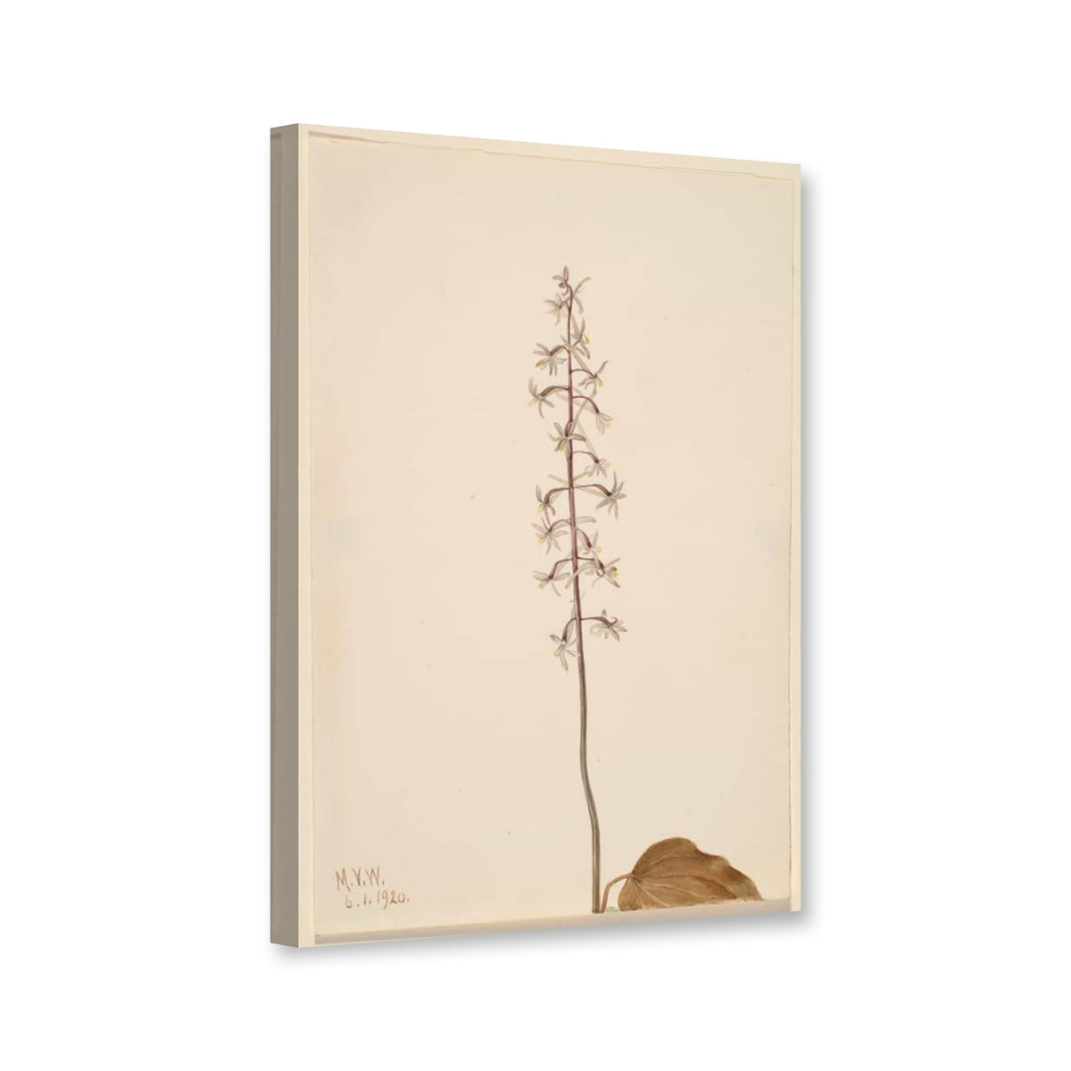 Schnakenorchis (Tipularia uniflora) von Mary Vaux Walcott als Leinwand – Perspektivansicht