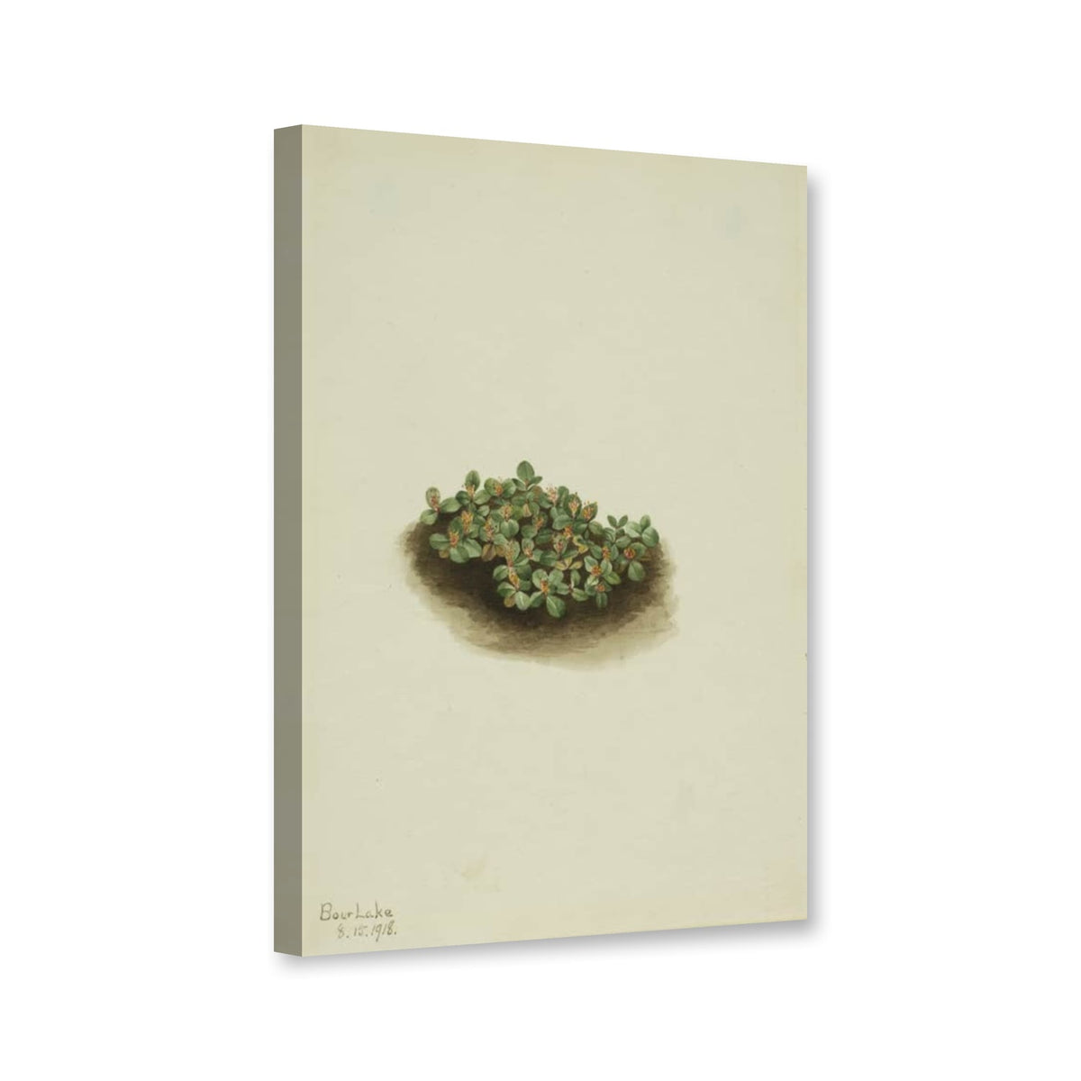 Schnee-Weide (Salix nivalis) von Mary Vaux Walcott als Leinwand – Perspektivansicht