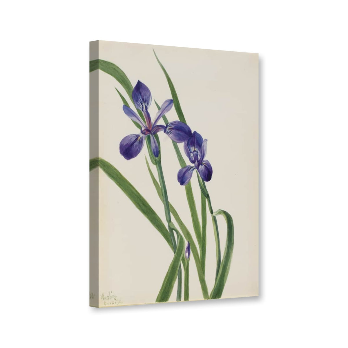 Schwertlilie (Iris species) von Mary Vaux Walcott als Leinwand – Perspektivansicht