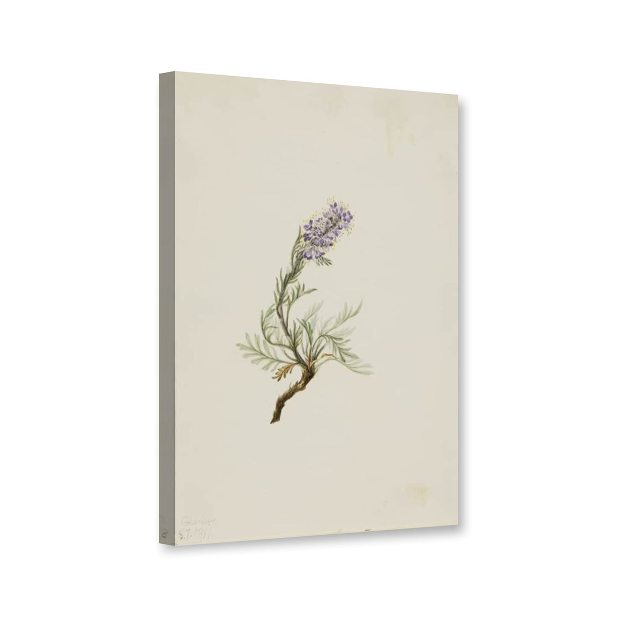 Seidiger Büschelschön (Phacelia sericea) von Mary Vaux Walcott als Leinwand – Perspektivansicht