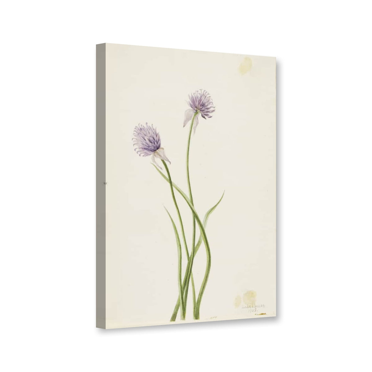 Sibirischer Schnittlauch (Allium sibericum) von Mary Vaux Walcott als Leinwand – Perspektivansicht