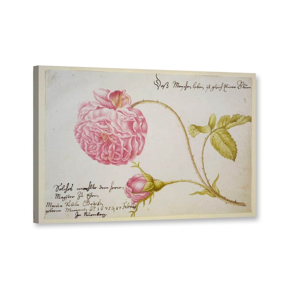 Stammbuchblatt mit Rose von Maria Sibylla Merian als Leinwand – Perspektivansicht