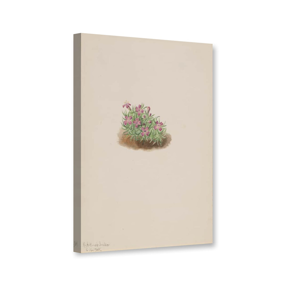 Stängelloses Leimkraut (Silene acaulis) von Mary Vaux Walcott als Leinwand – Perspektivansicht