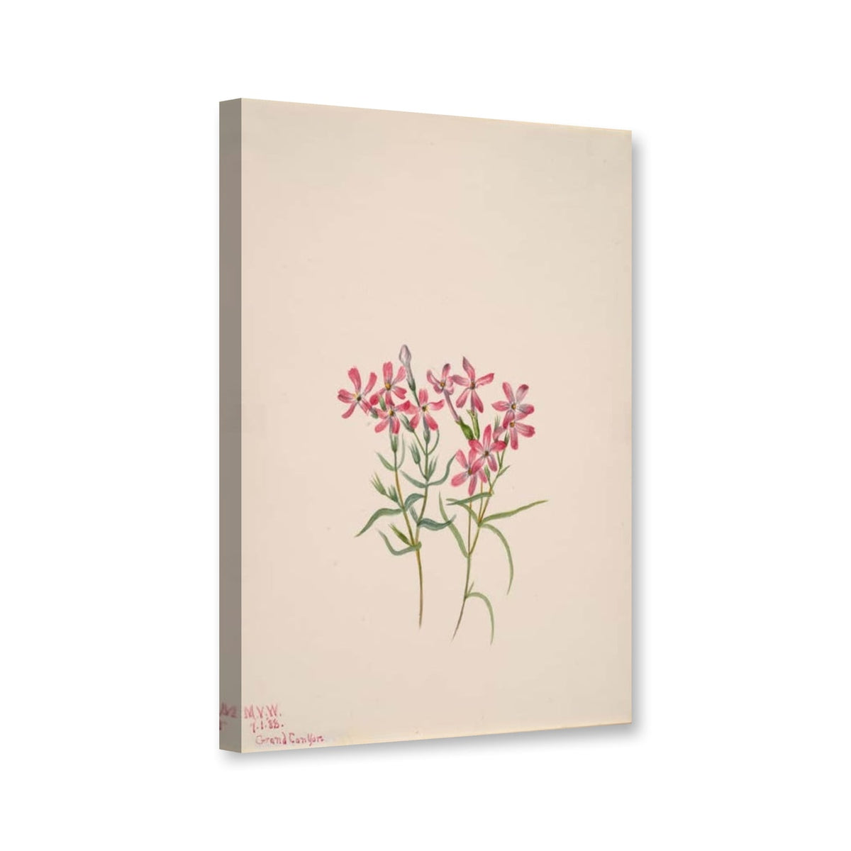 Stansburys Phlox (Phlox stansburyi) von Mary Vaux Walcott als Leinwand – Perspektivansicht