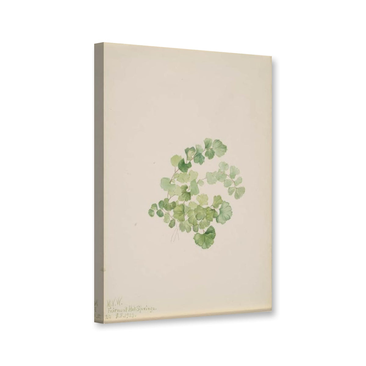 Steinsame (Lithospermum ruderale) von Mary Vaux Walcott als Leinwand – Perspektivansicht