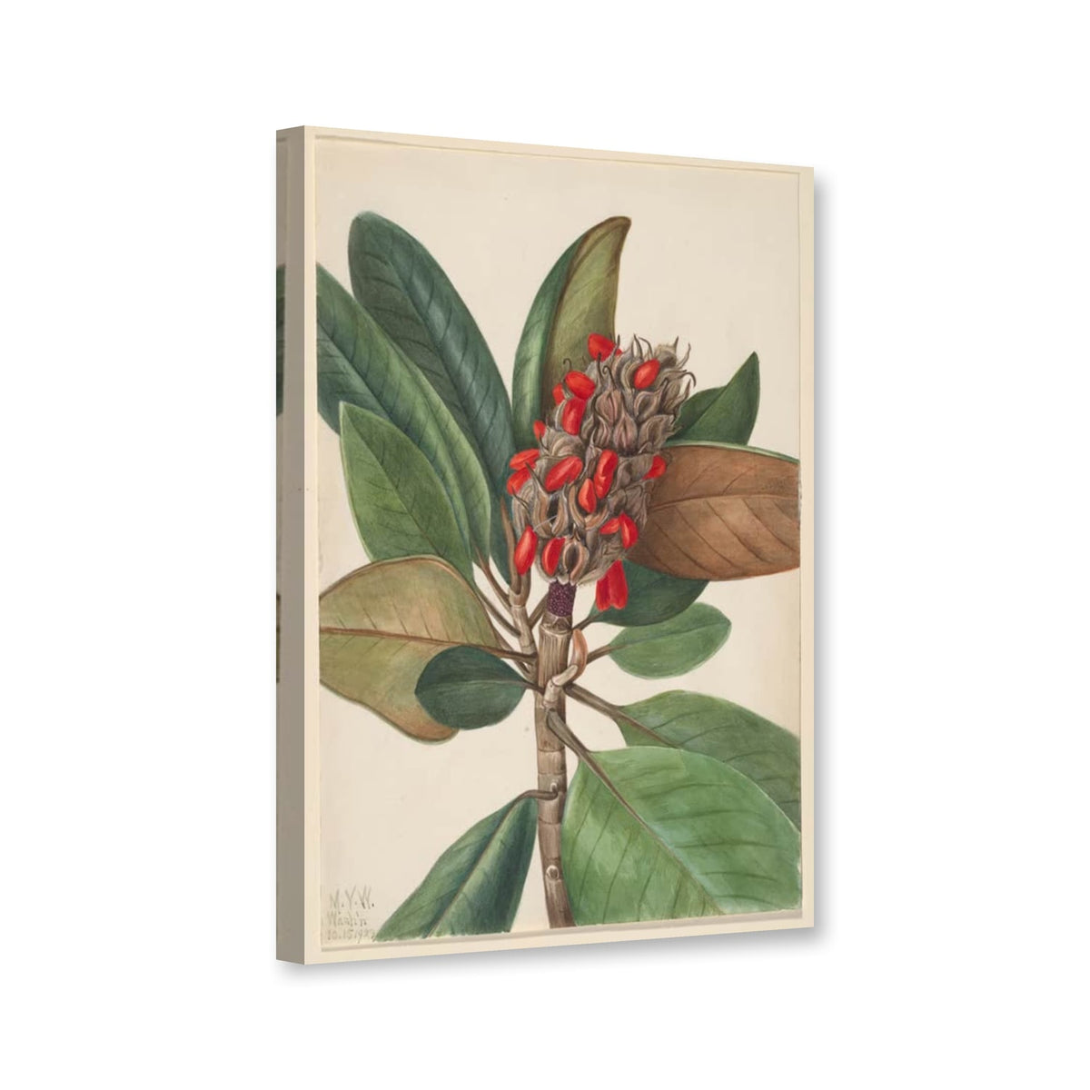 Südliche Magnolie, Fruchtstand (Magnolia grandiflora) von Mary Vaux Walcott als Leinwand – Perspektivansicht