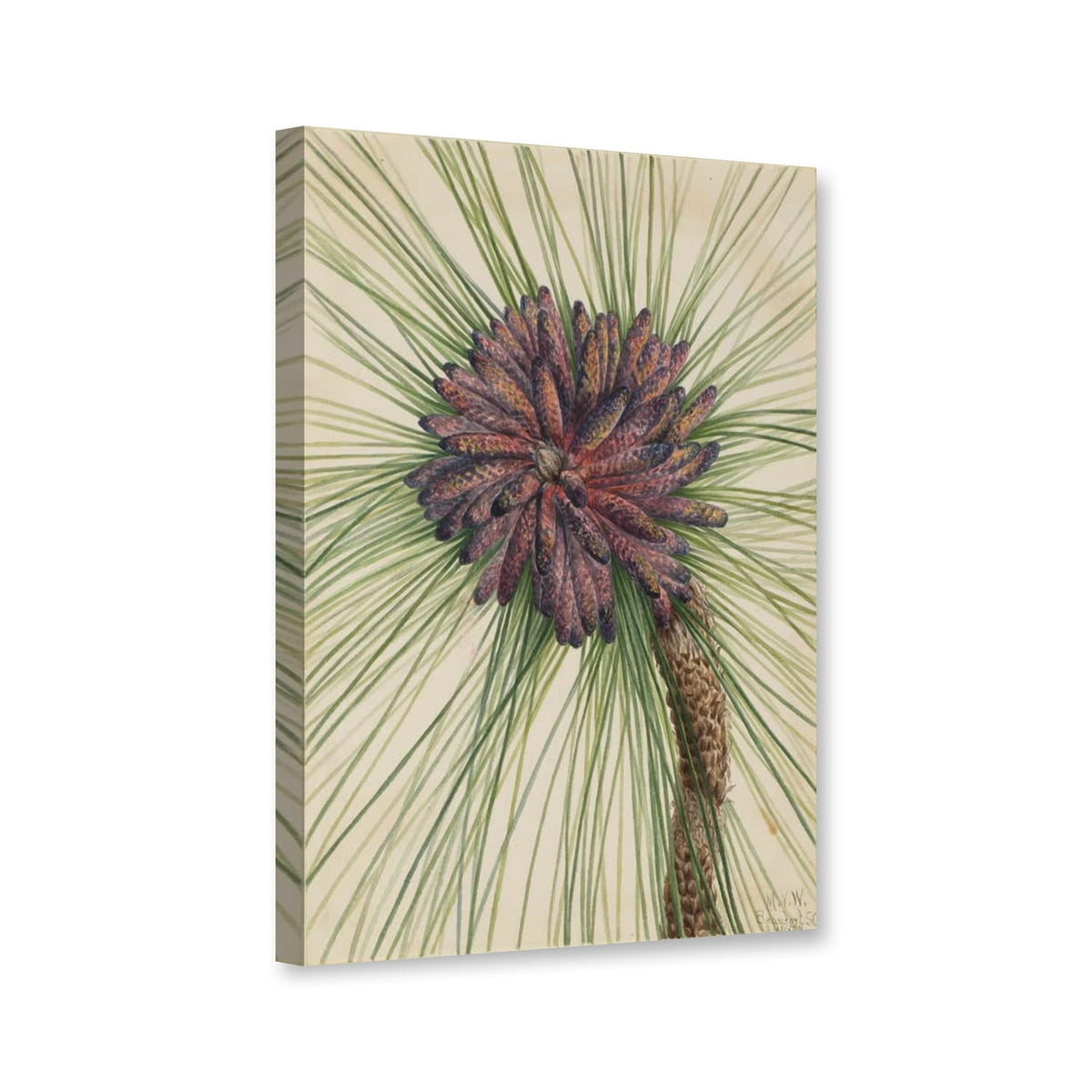 Sumpf-Kiefer (Pinus palustris) von Mary Vaux Walcott als Leinwand – Perspektivansicht