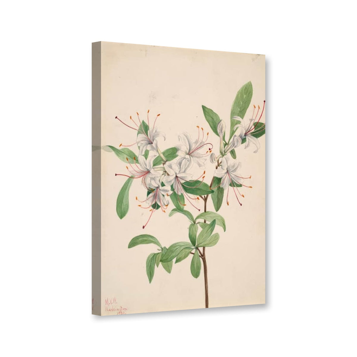 Süße Azalee (Azalea arborescens) von Mary Vaux Walcott als Leinwand – Perspektivansicht