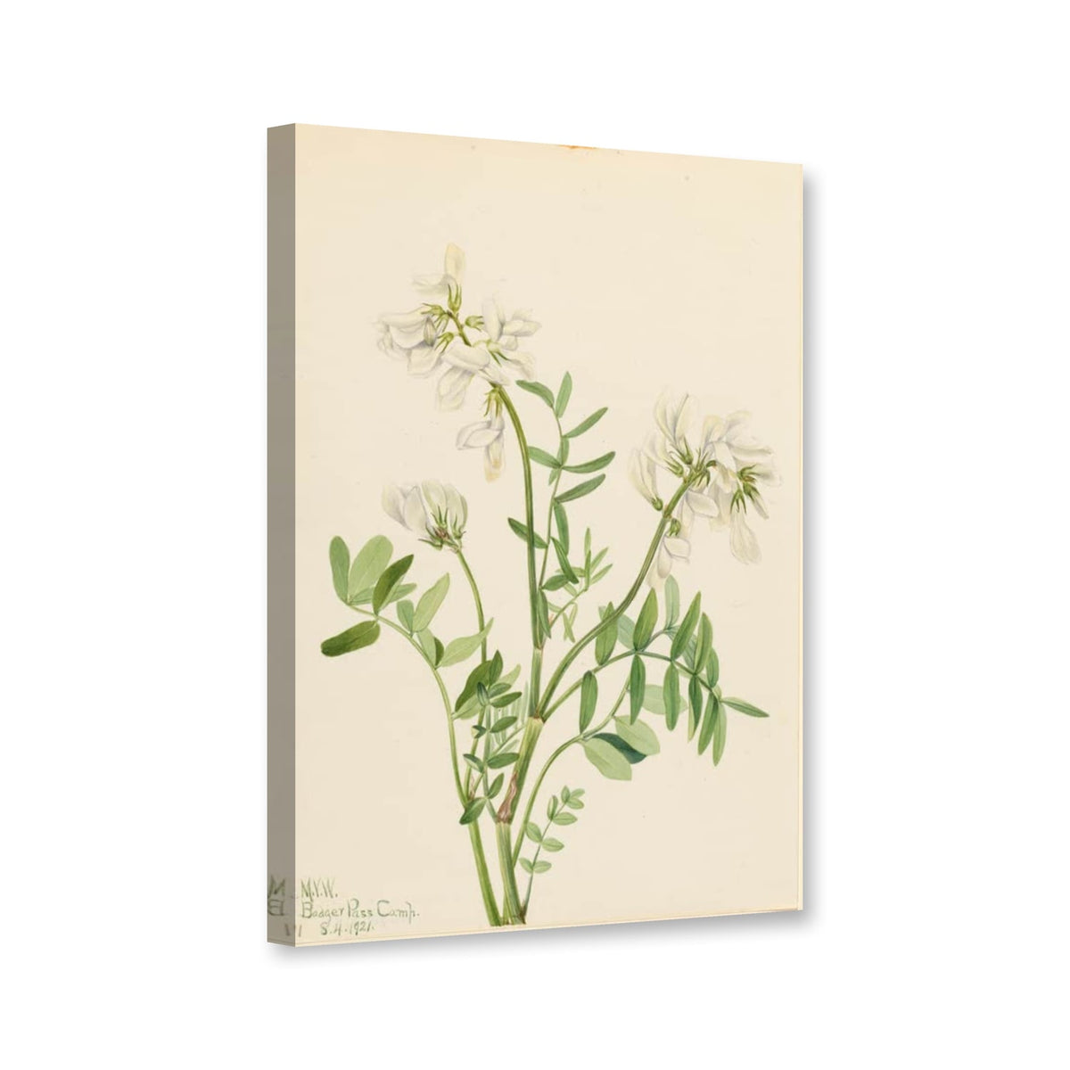 Süßklee (Hedysarum mackenzii) von Mary Vaux Walcott als Leinwand – Perspektivansicht