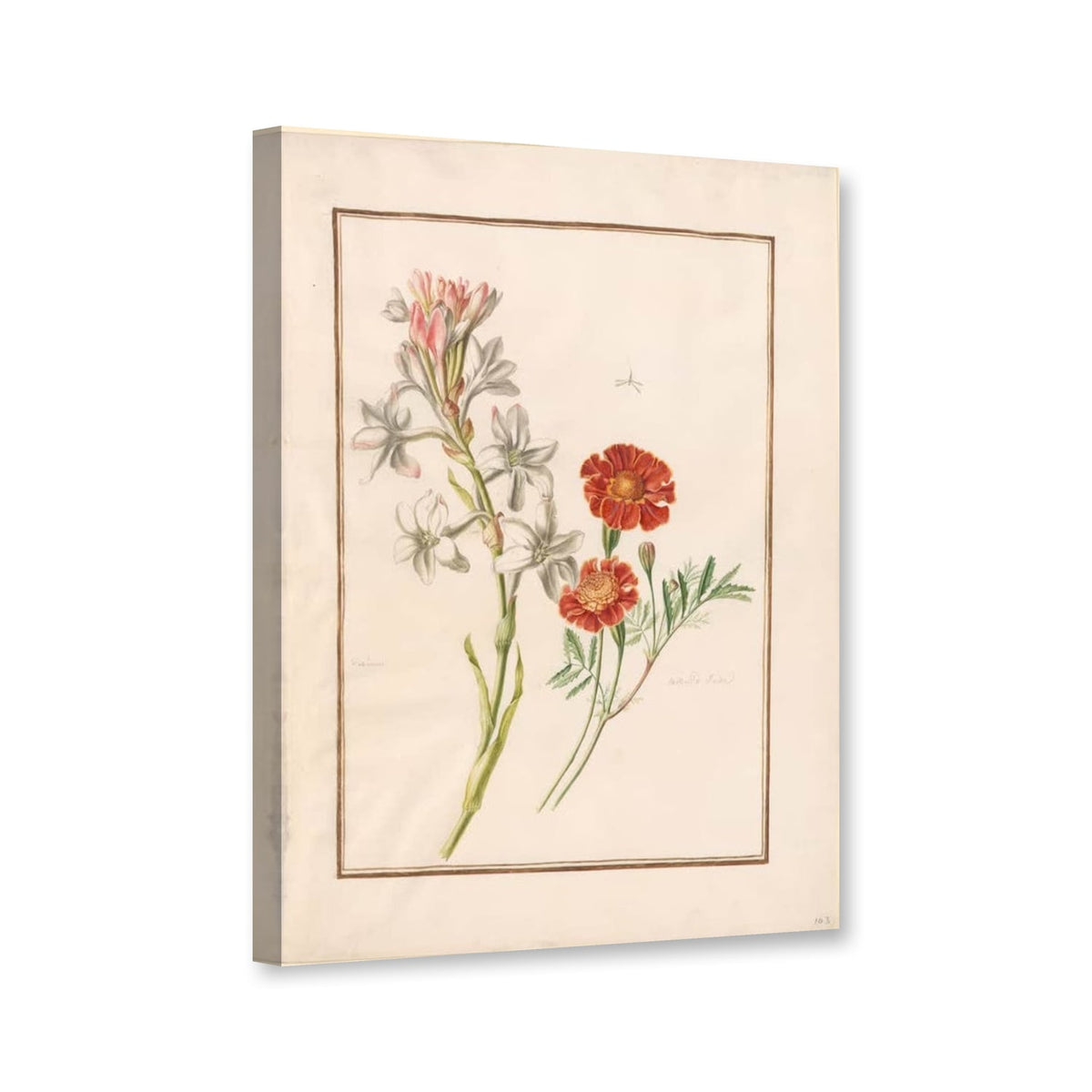 Tuberose und rotbraune Studentenblume (Tagetes) von Madeleine Françoise Basseporte als Leinwand – Perspektivansicht