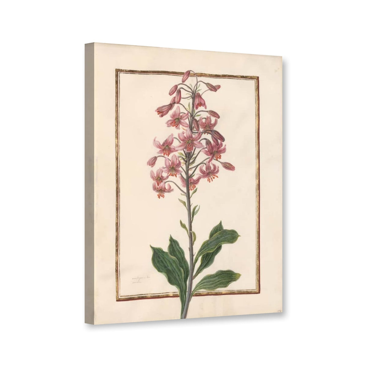 Türkenbundlilie (Lilium martagon) von Madeleine Françoise Basseporte als Leinwand – Perspektivansicht