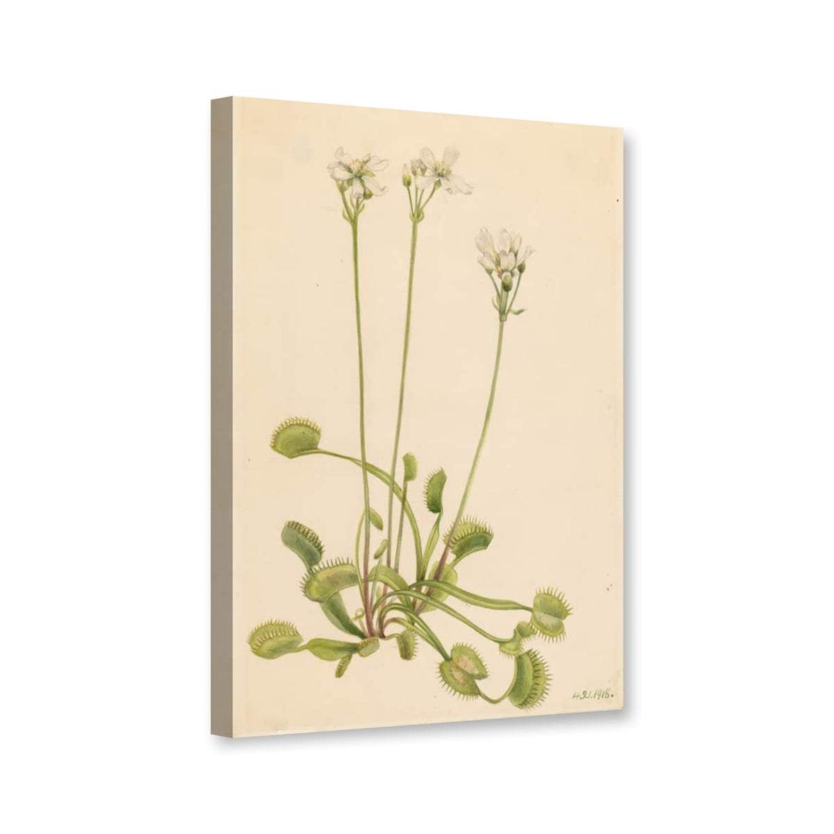Venusfliegenfalle (Dionaea muscipula) von Mary Vaux Walcott als Leinwand – Perspektivansicht