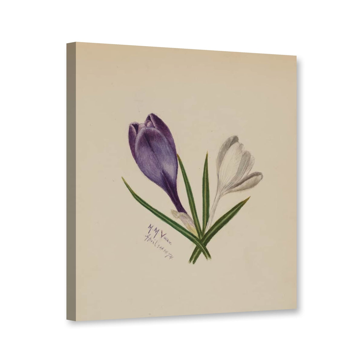 Violetter und weißer Krokus, 1874 von Mary Vaux Walcott als Leinwand – Perspektivansicht
