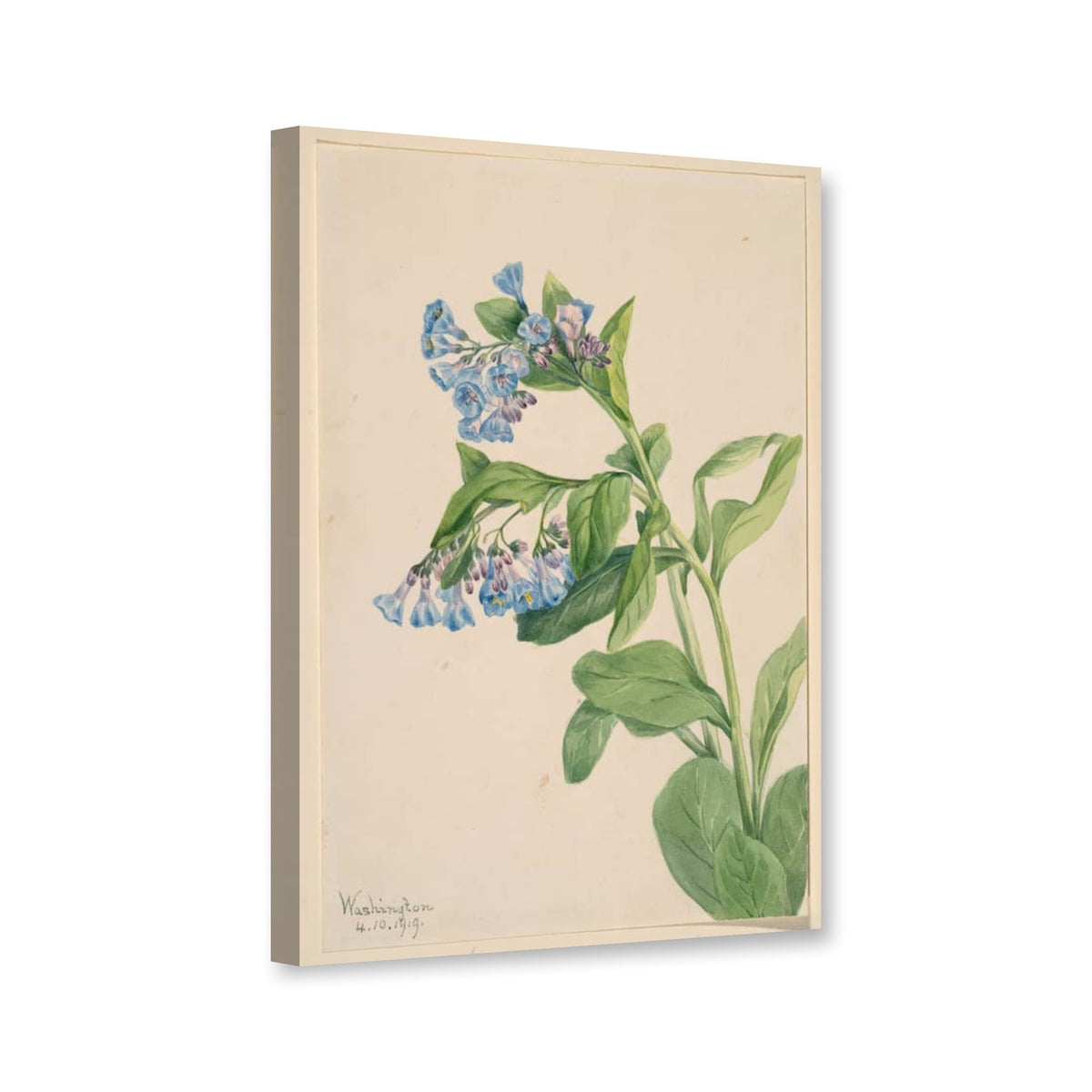 Virginia-Blauglöckchen (Mertensia virginica) von Mary Vaux Walcott als Leinwand – Perspektivansicht