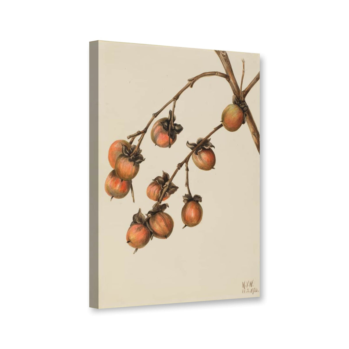Virginische Persimone, Fruchtzweig von 1920 (Diospyros virginiana) von Mary Vaux Walcott als Leinwand – Perspektivansicht