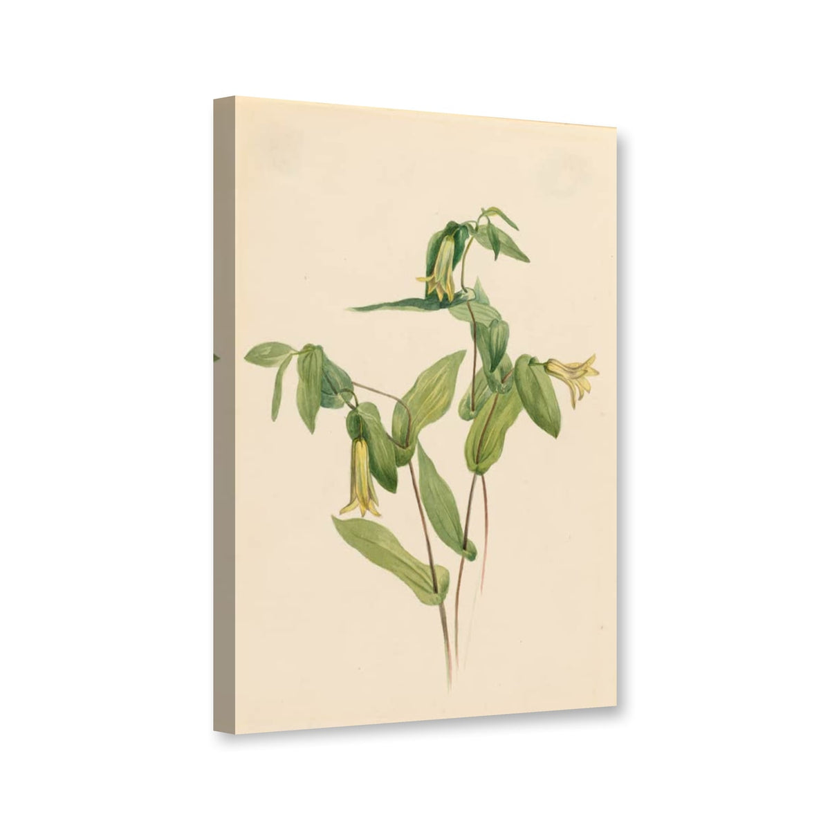 Waldglöckchen (Uvularia perfoliata) von Mary Vaux Walcott als Leinwand – Perspektivansicht